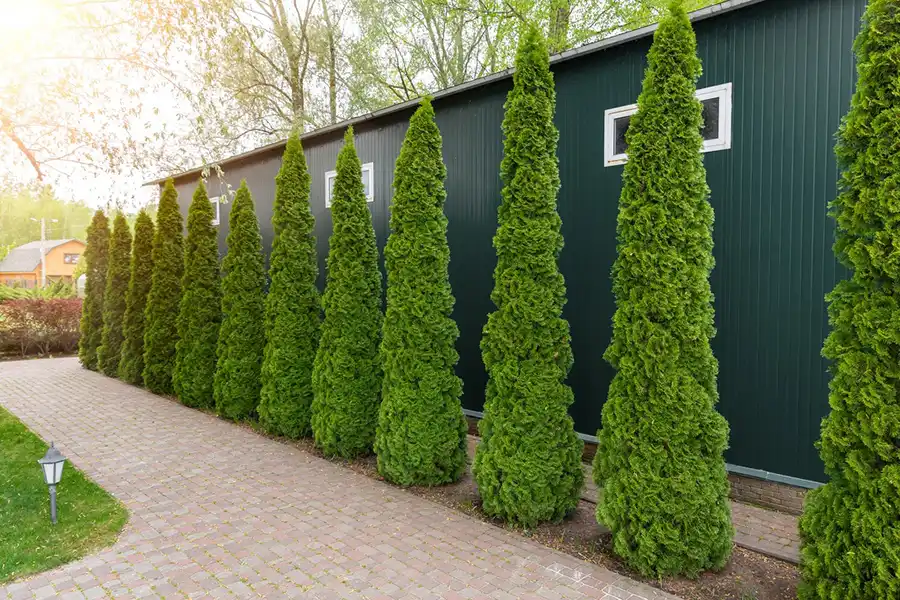 Reliable Landscaper in West End, NC
