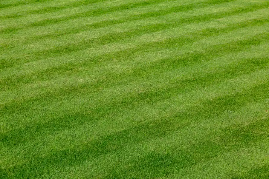 The Benefits Of Hiring Experts For Lawn Care And Maintenance West End, NC The Benefits Of Hiring Experts For Lawn Care And Maintenance West End, NC